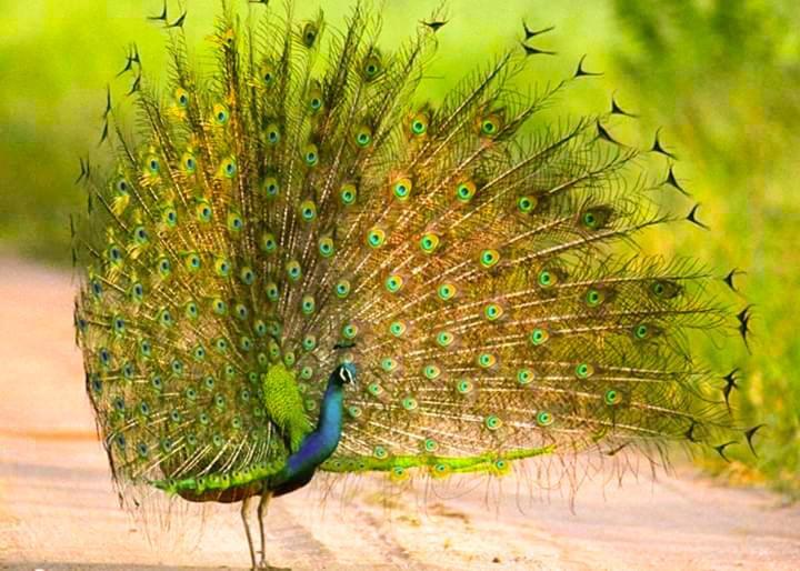 Peacock Riverside Udawalawe Exterior photo